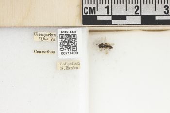 Media type: image;   Entomology 777490 Aspect: Labels